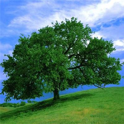 银河棋牌app下载